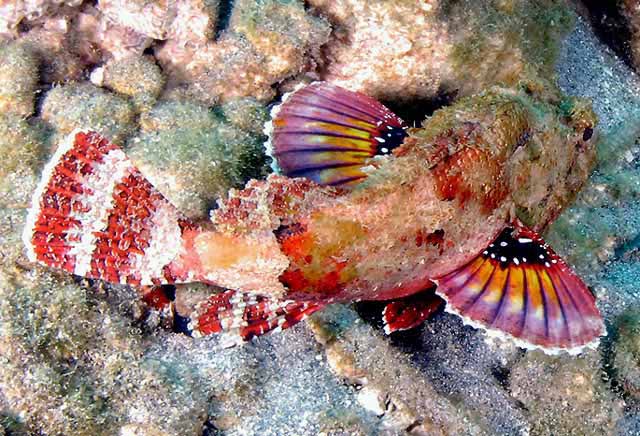Spotted Scorpionfish